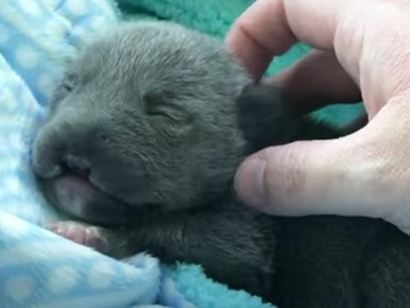 Кадр видео youtube.com/The Dodo