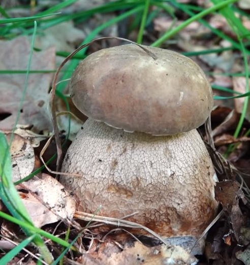 Боровик дубовый