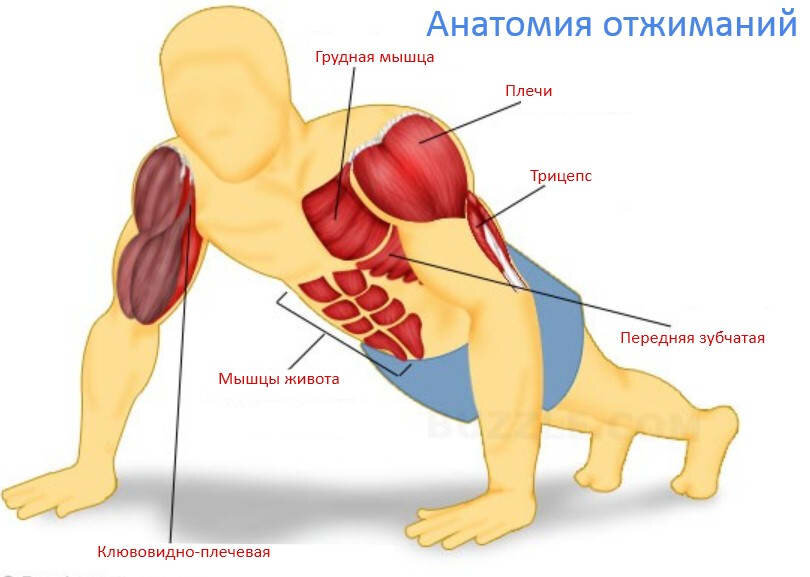 Отжимание является одним из базовых упражнений, затрагивающих достаточно большое количество мышечных групп. И стоит отметить, чтобы увеличить количество отжиманий не обязательно делать только отжимания, стоит разобраться какие мышцы участвуют и как их правильно накачать. В классическом отжимании наибольшая нагрузка приходится на мышцы рук, плеч, груди, а также пресс и ноги получают некоторую нагрузку.