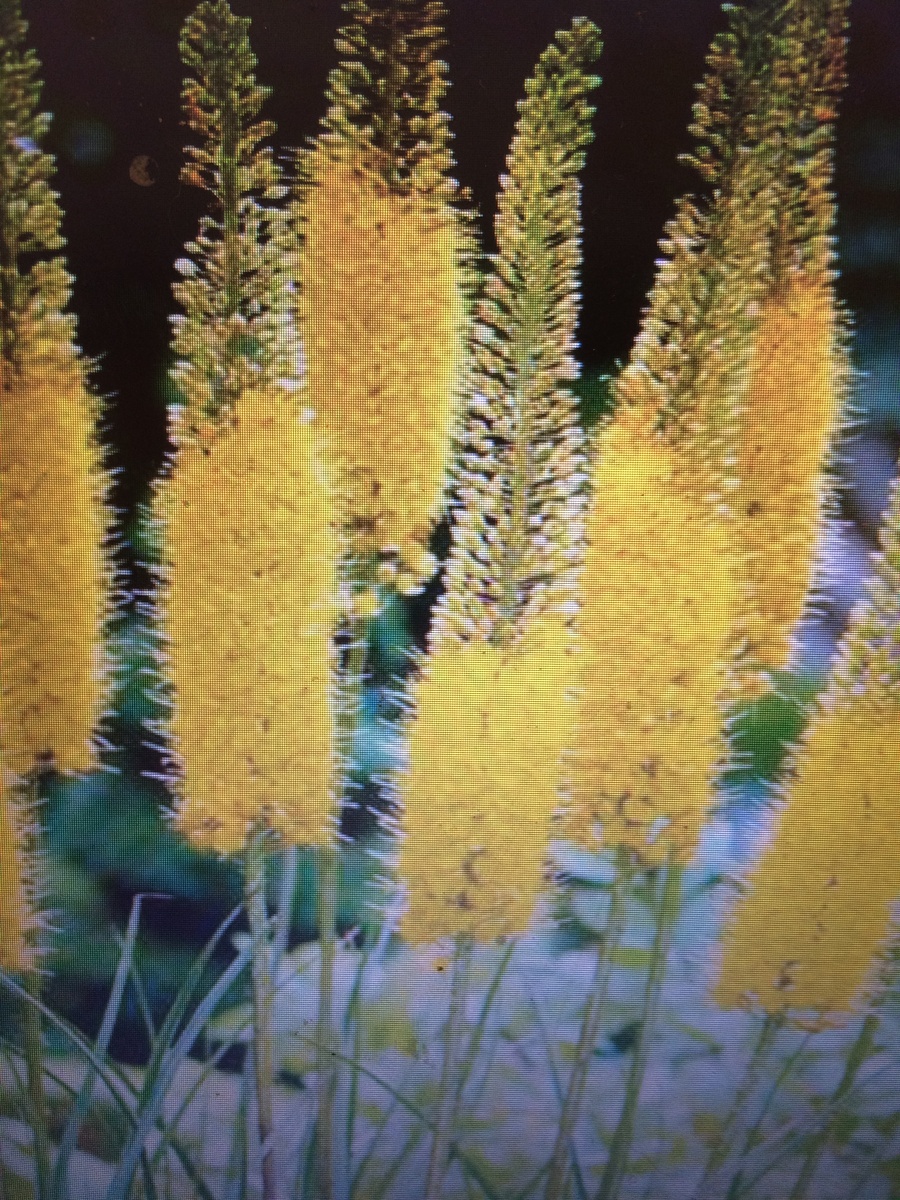 Эремурус-фото из интернета