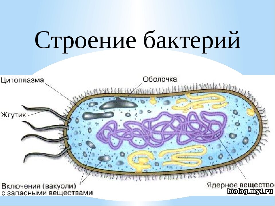 Как называется структура бактериальной клетки обозначенная на рисунке цифрой 1