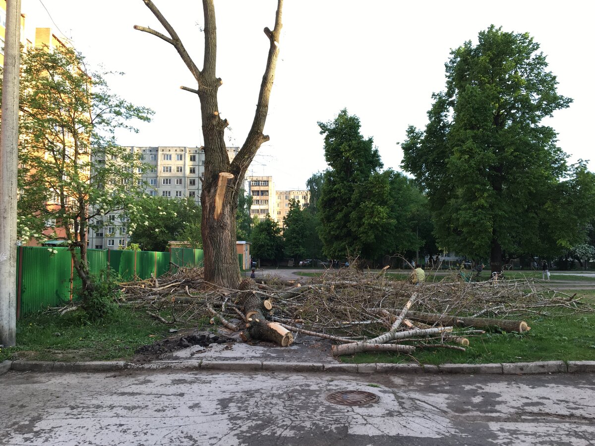 Фото деревьев во дворе