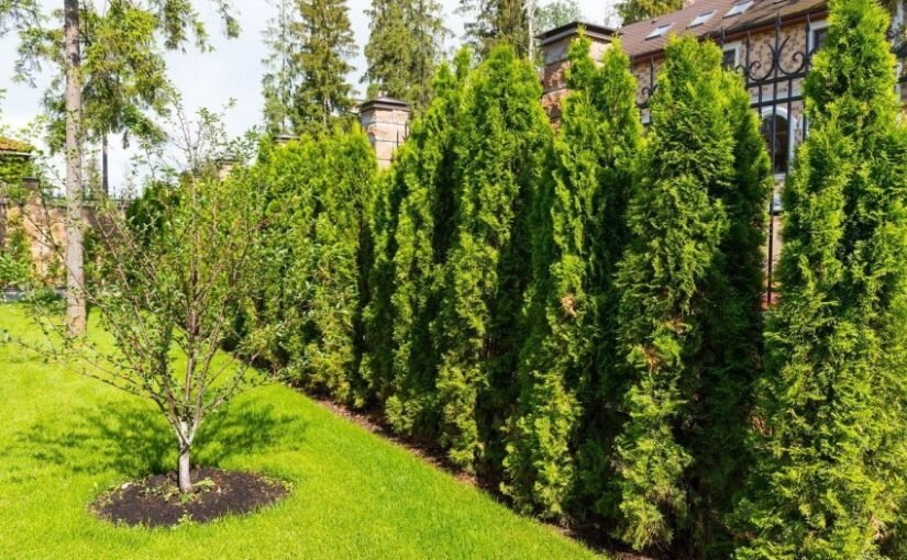 купить тую японскую