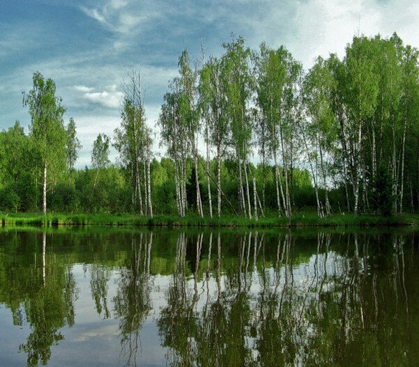Березовая роща с озером