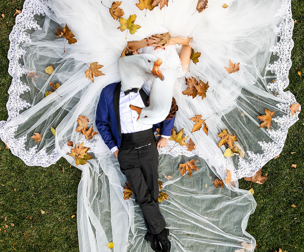 не сложилось у гусей в ЗАГС-е (источник Pexels.com, монтаж мой)