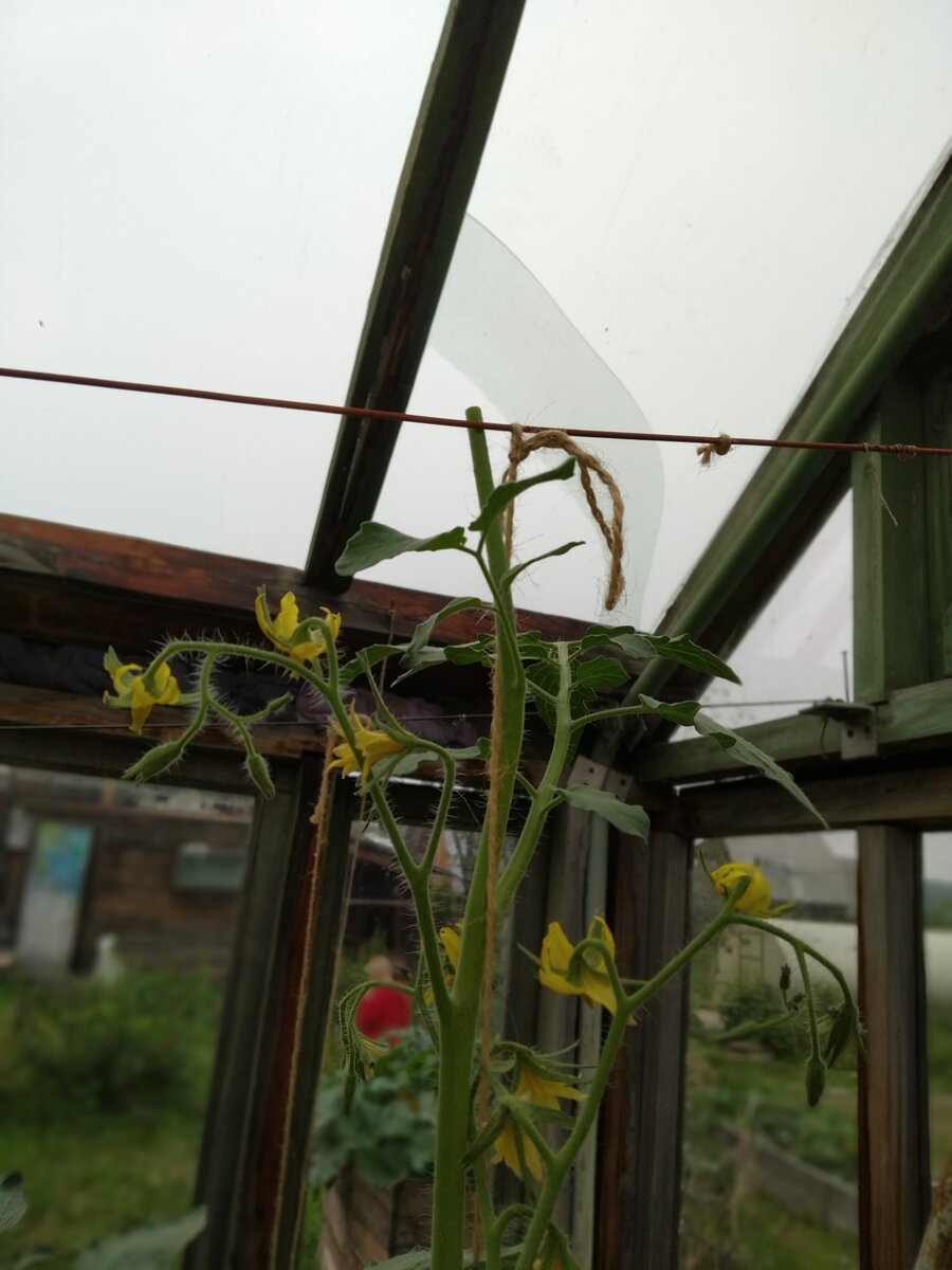 Верхушку и новые появившиеся соцветия сверху лучше обрезать, они не успеют уже вызреть.