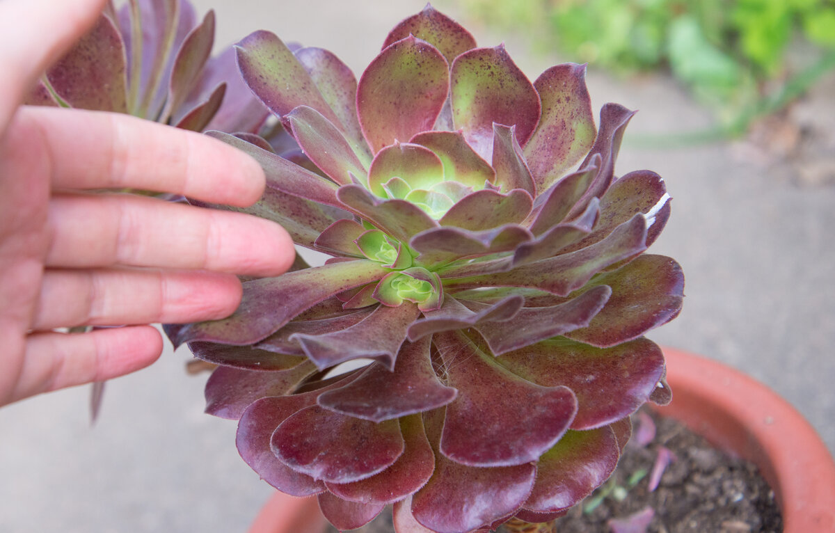 Тот самый первый эониум. Стоит все лето в огороде, опять осчастливит детками.