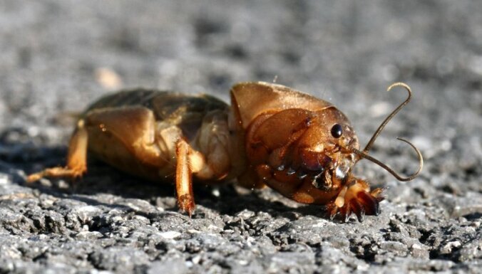 Foto: Victor Alvarez / cc