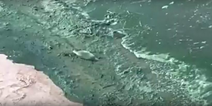 Сине-зеленые водоросли отравляют рыбу