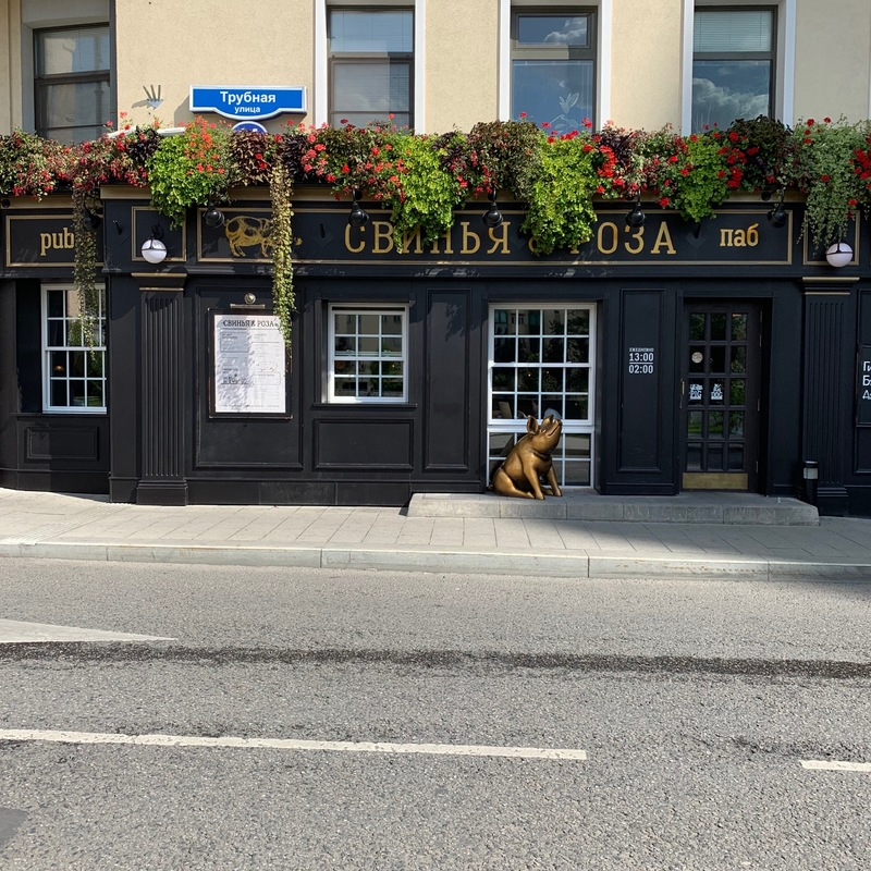 свинья нюхает цветочек. свинья и роза трубная. бар свинья и розы спартак. Pig and rose. свинья и розы бар москва.