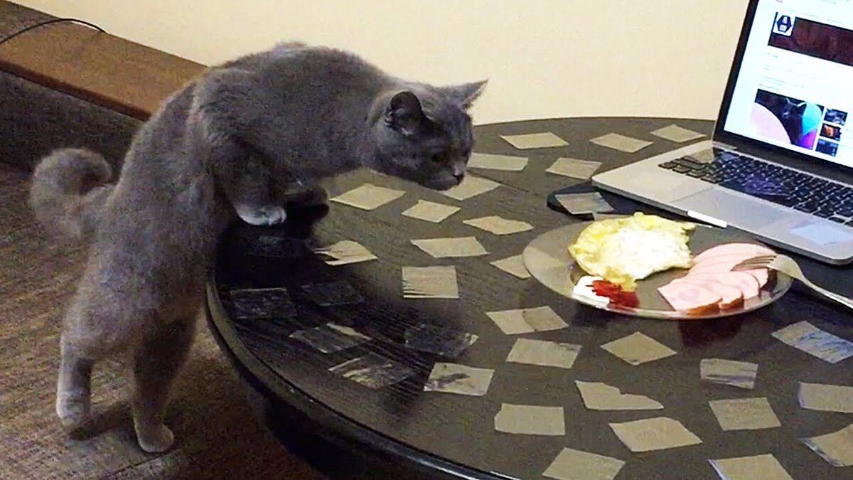 Эффективные способы отучить кошку залезать на стол