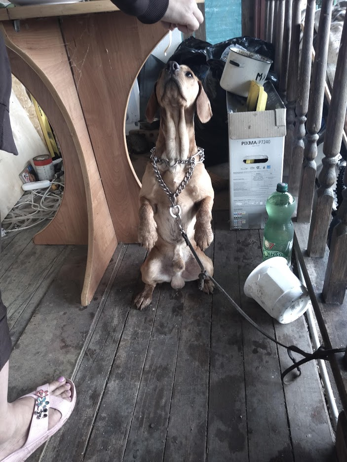 Друзья заехали в гости со своим питомцем. Собачье счастье не знало границ)))