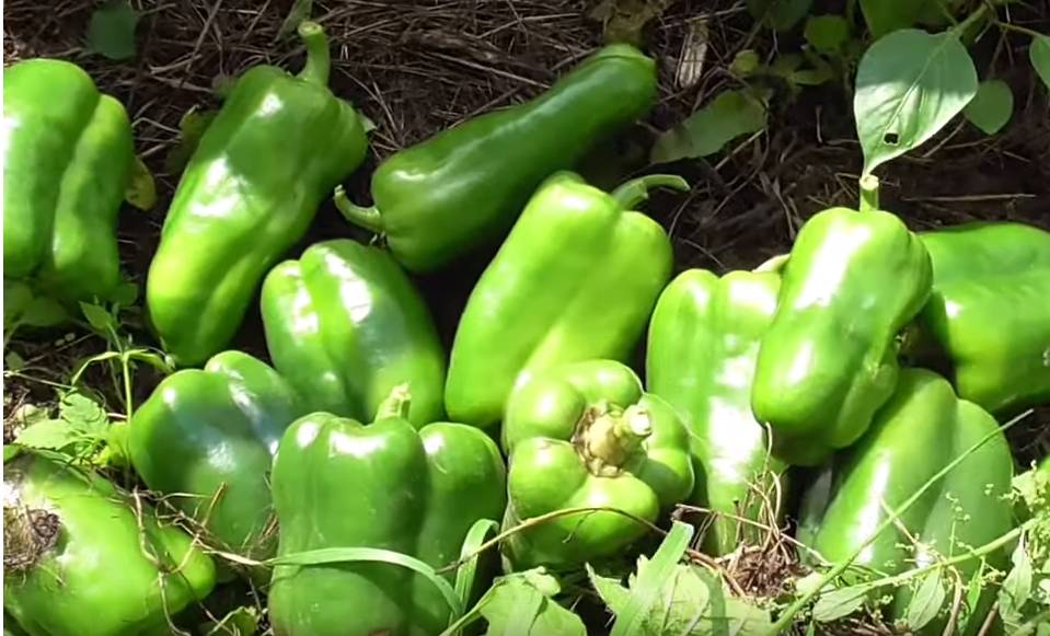 Част урожая