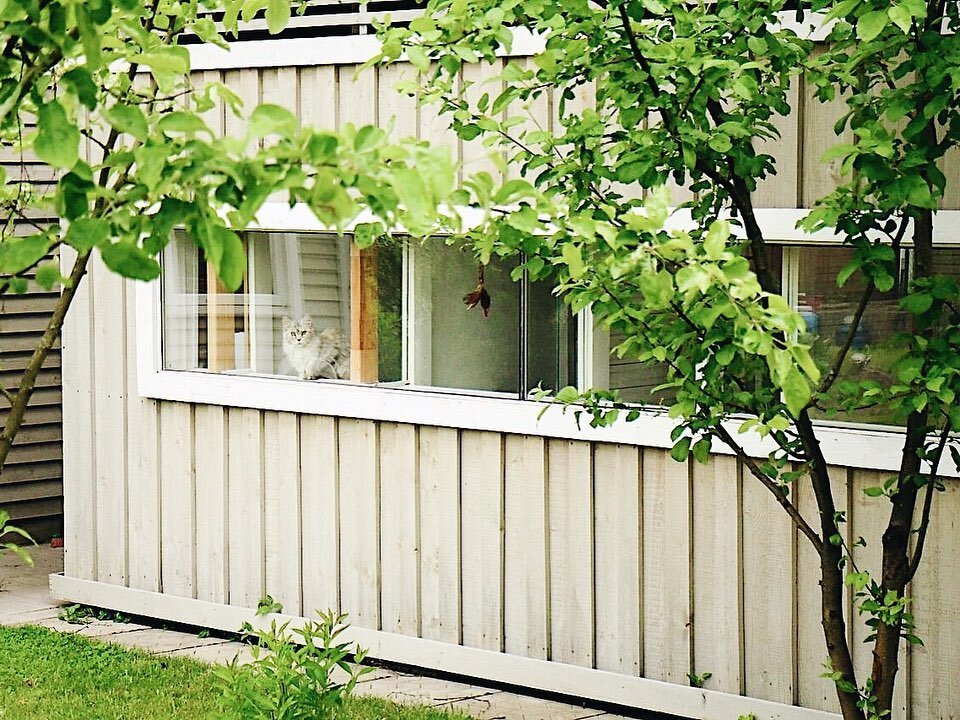 Гостиница для кошек "Мята" на природе. @hotel_mint