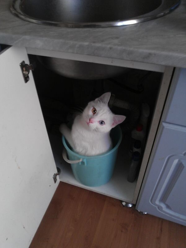 Котику Тимоше точно нужен какой-то доктор ))