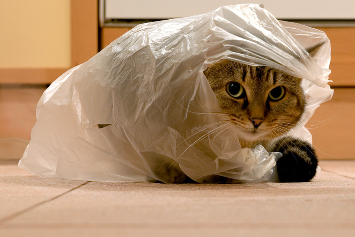 почему кошки любят пакеты