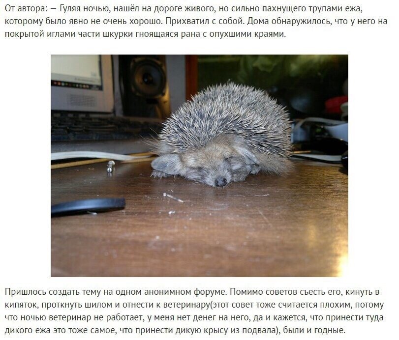 Ежик в феврале. Ёжик наелся. Таня завела ежика в день ежик. Сегодня день ежика. Таня завела ежика в день ежик.