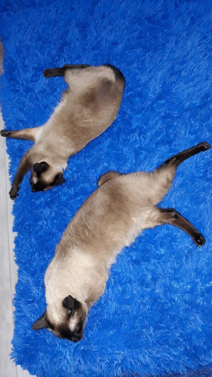 Котосемья 