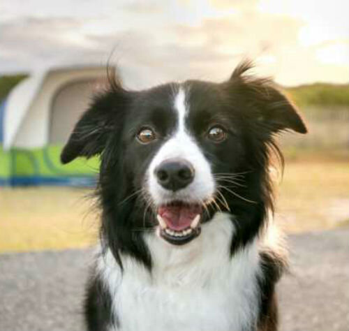 Генетическая предрасположенность
