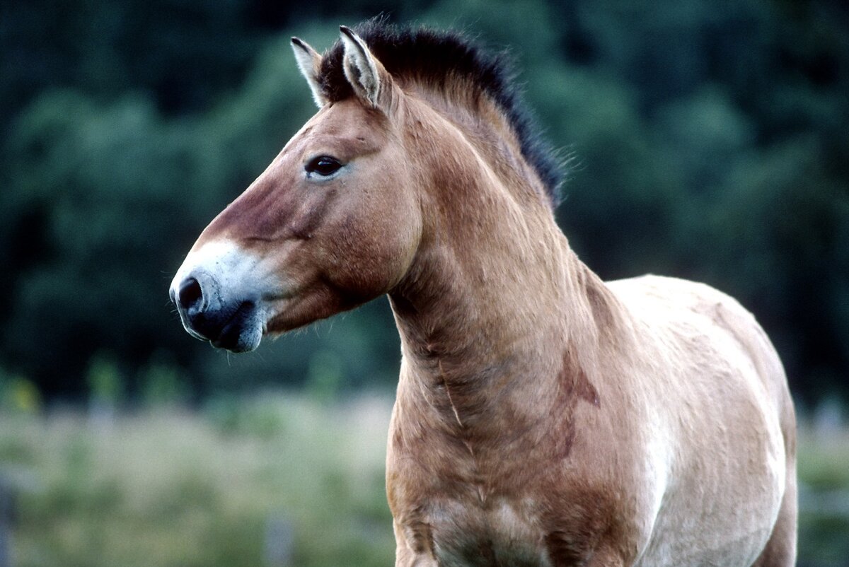 О ЛОШАДИ ПРЖЕВАЛЬСКОГО (Equus)