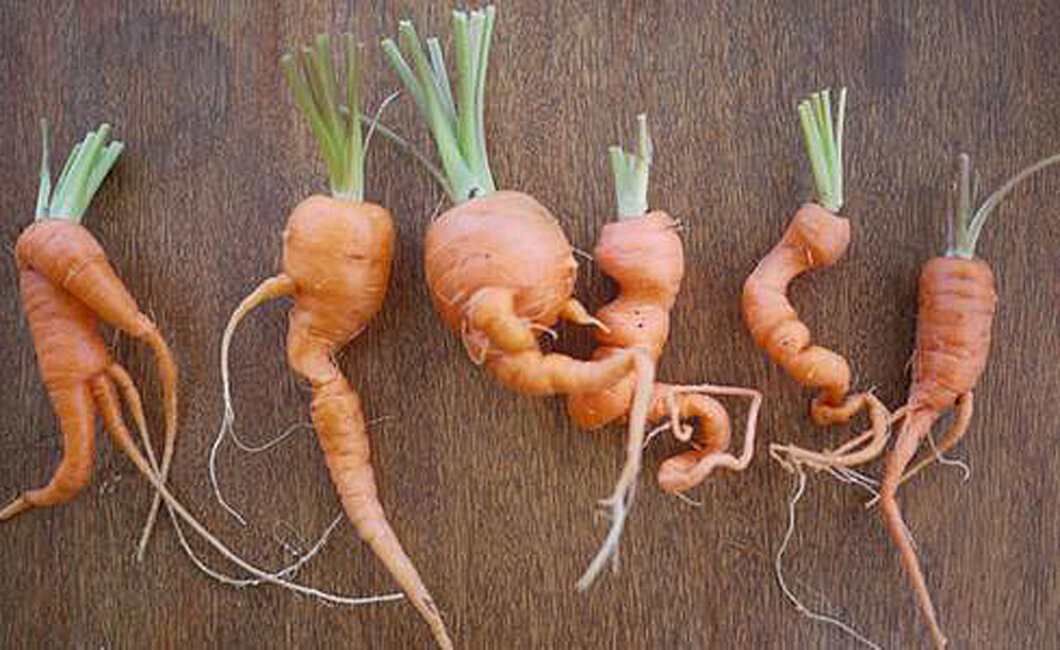 Почему нельзя морковь. Морковь. Морковь корявая и рогатая. Рогатая морковь. Корявая морковка.