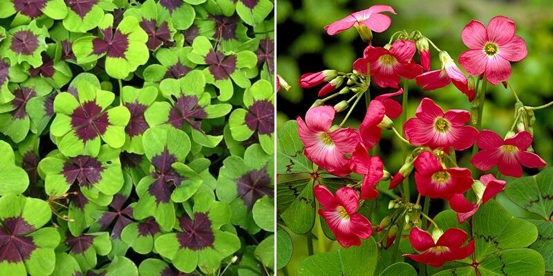 Кислица Деппе 