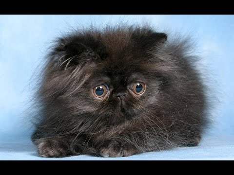 персидский кот