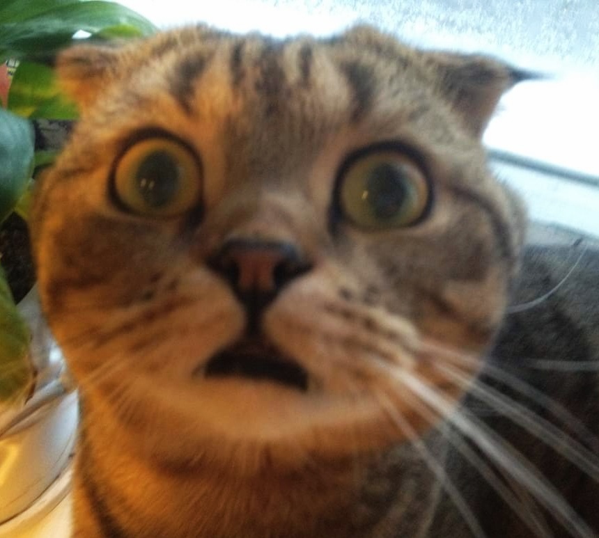 В Германии нет бездомных животных