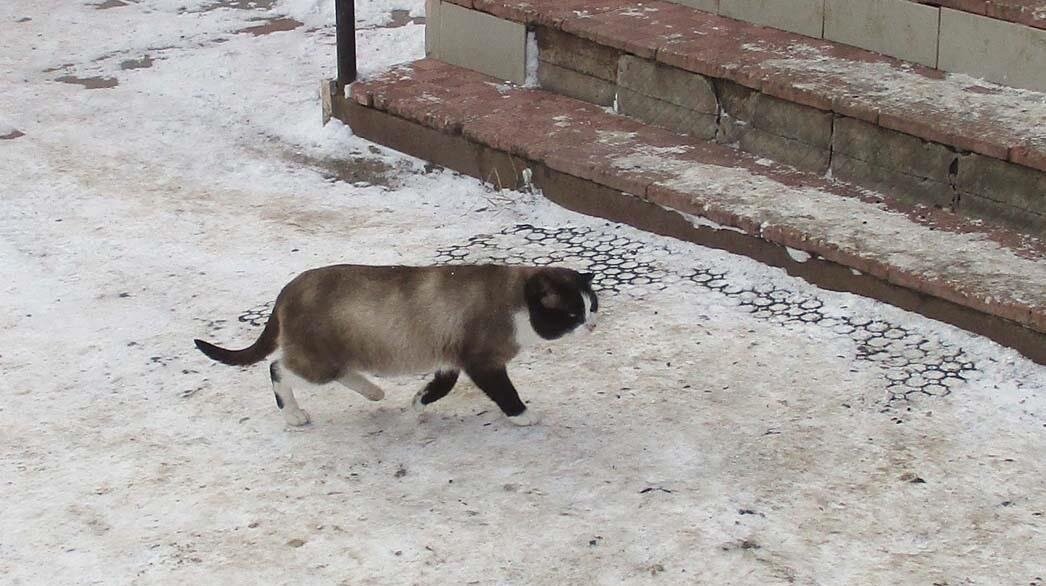 Проша