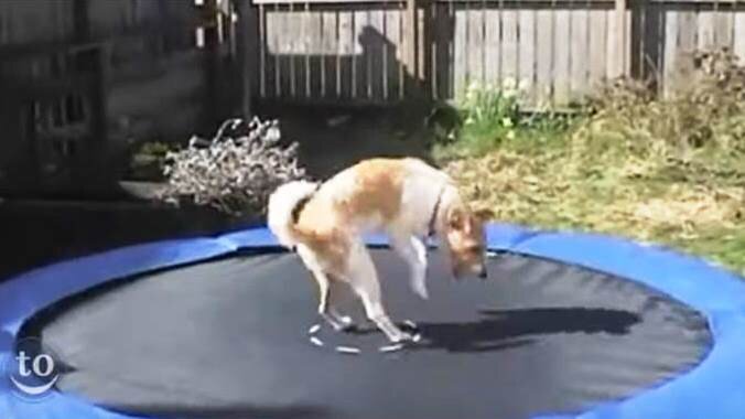 Для кого придумали батут?