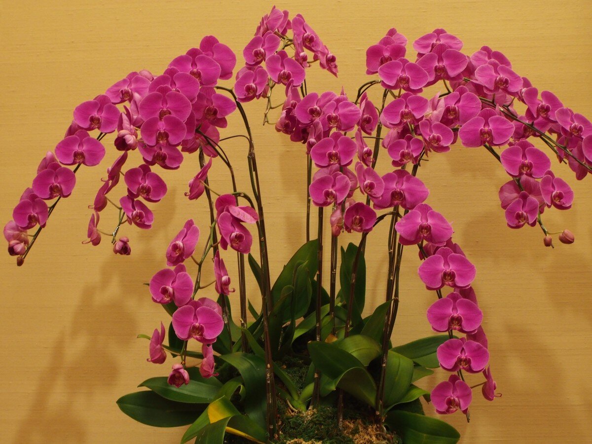 Орхидея фаленопсис - все, что нужно знать
