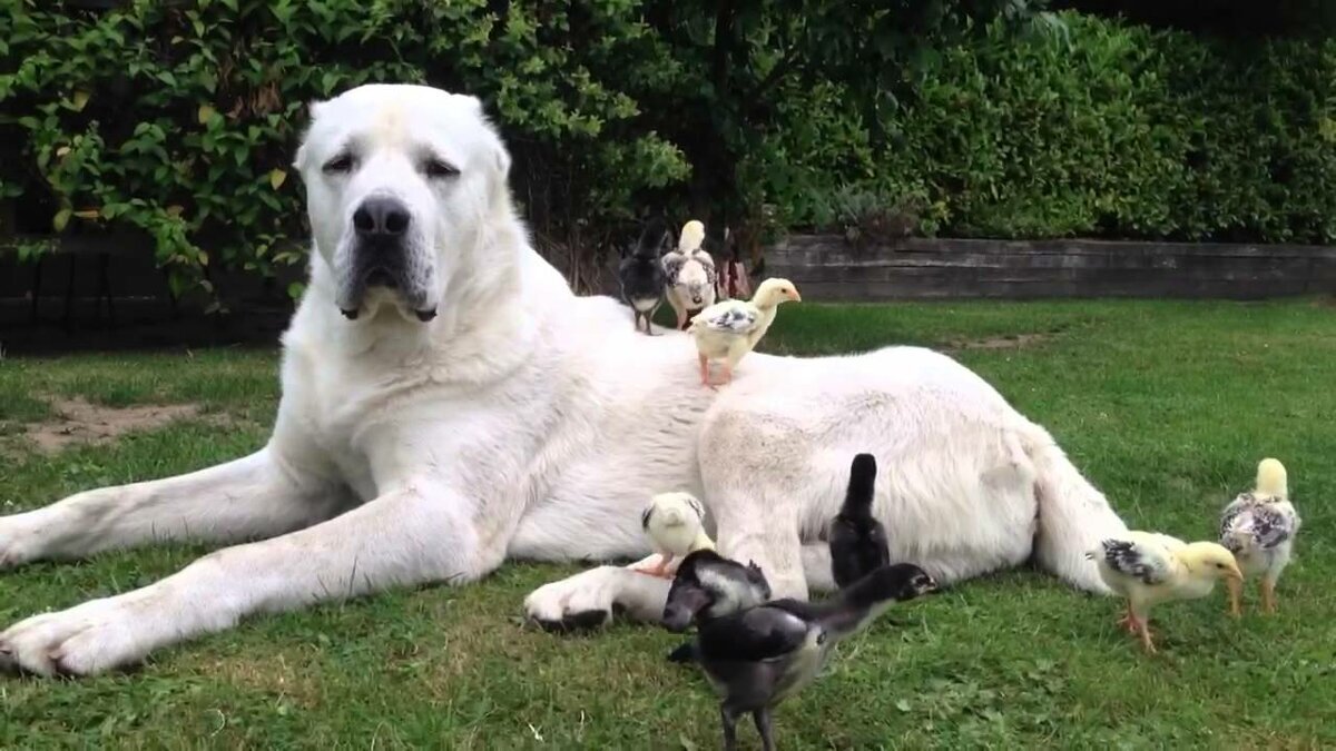 Алабай смертельно опасен для врагов, но становится лучшим другом и защитником для своих хозяев и любых животных, обитающих  на его территории