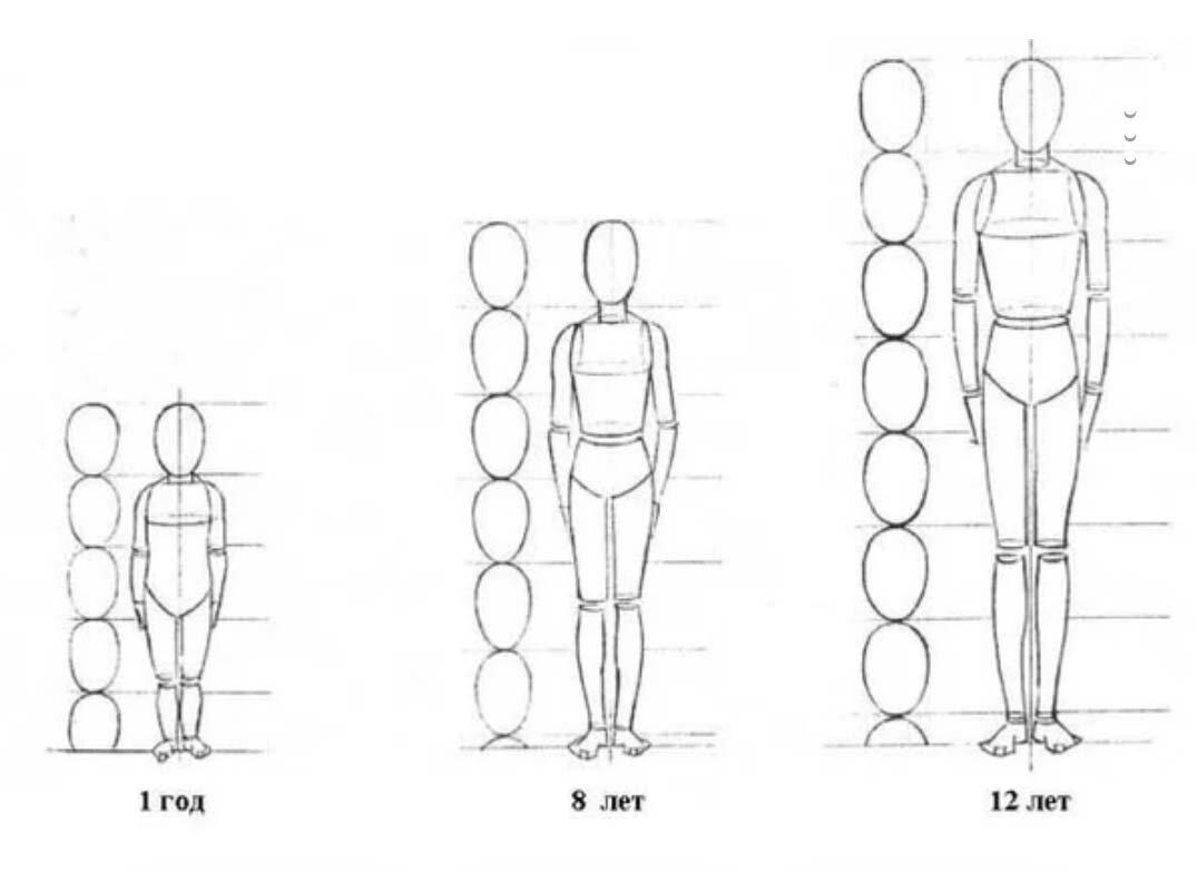 Рисунок изображение фигуры. Пропорции тела человека рисунок. Построение фигуры человека поэтапно пропорции.