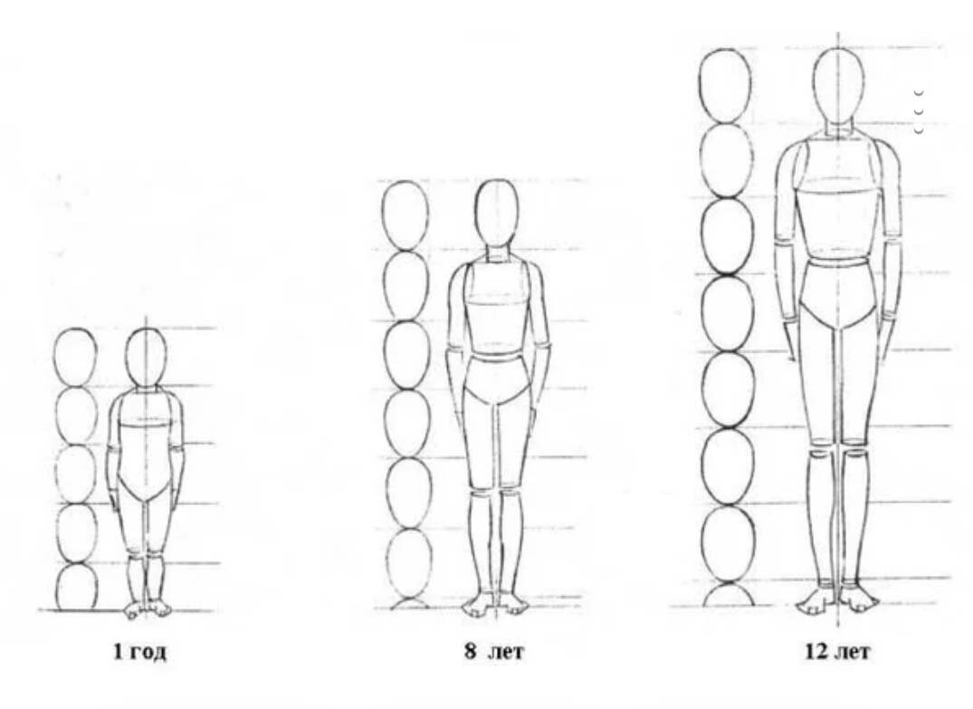 Изо 7 класс изображение. Пропорции тела человека рисунок. Построение фигуры человека поэтапно пропорции.