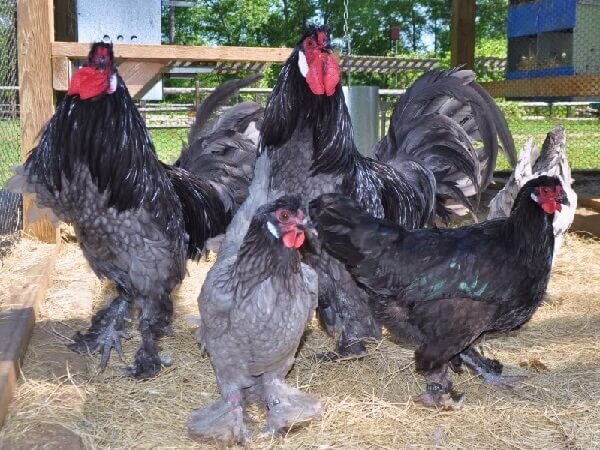 Слоновые курицы Донг Тау - Сообщество "Это интересно знать..." на DRIVE2