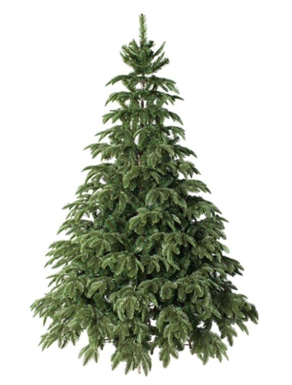 Фото из сети Интернет