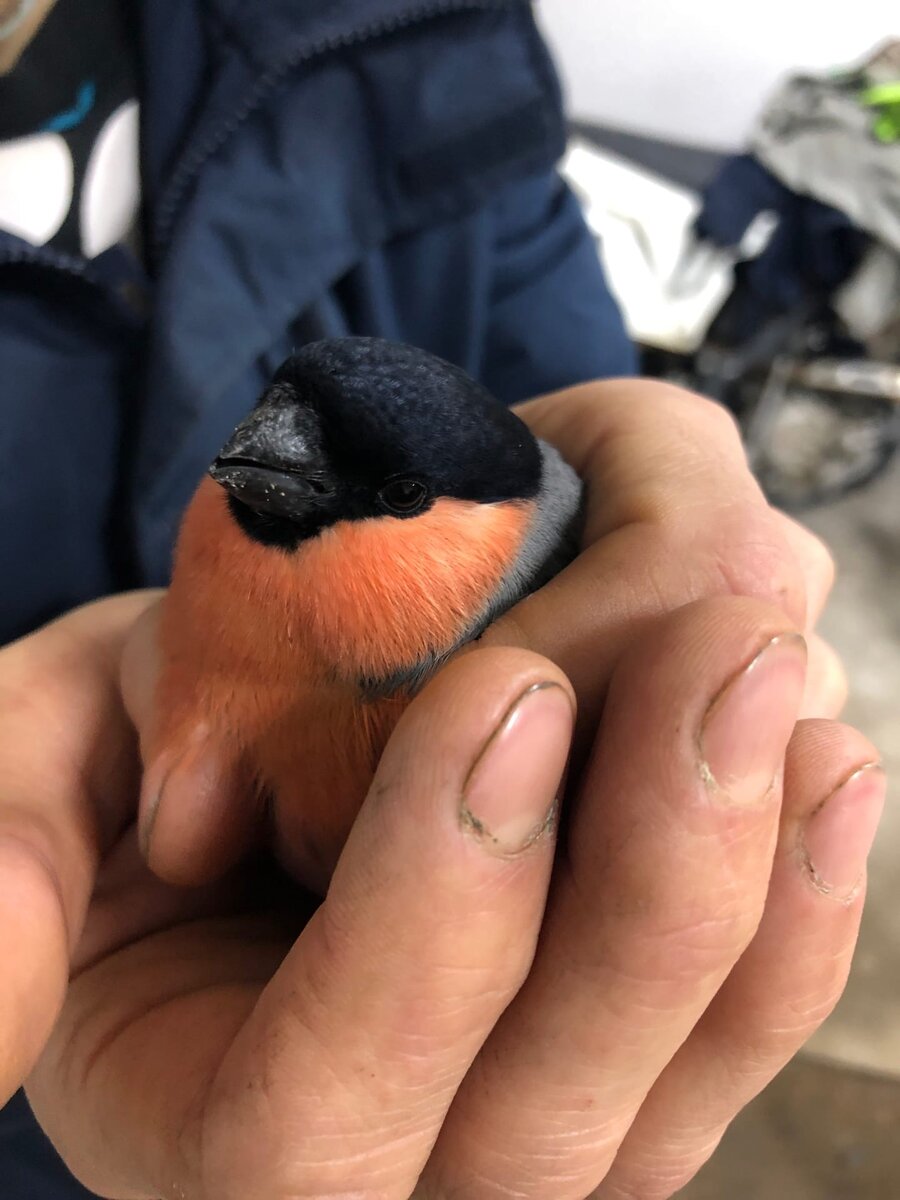 Найденный снегирь в сугробе