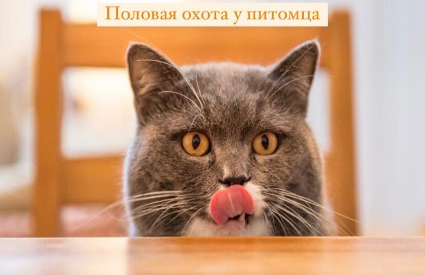 Половая охота у питомца