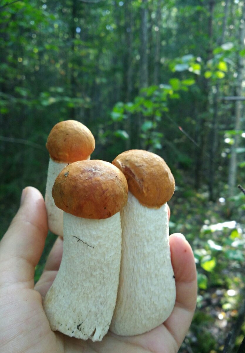 Чистенькие и крепкие красноголовики. Грибцы-молодцы.