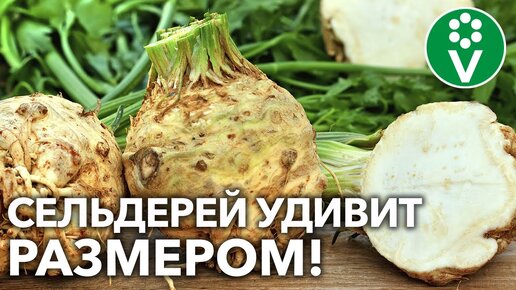 КОРНЕПЛОДЫ СЕЛЬДЕРЕЯ УВЕЛИЧАТСЯ ВДВОЕ, если сделаете ТАК в конце августа!