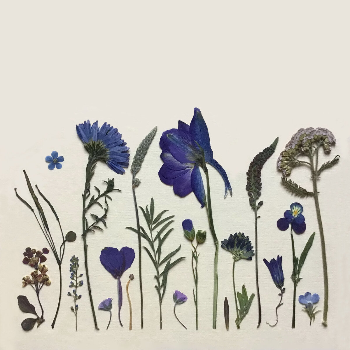 Гербарная композиция. Автор Ирина Шаврина (Философия Гербария)