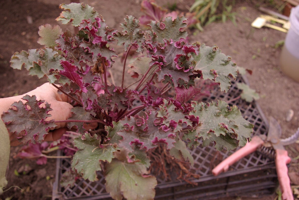 ГЕЙХЕРА. Вот такой чудный листик у нее.