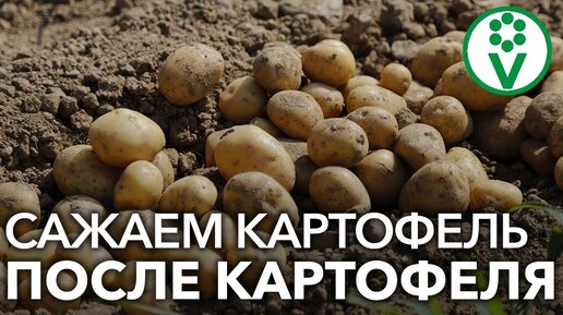 Нарушаем правила! Сажаем картофель после картофеля только при этих условиях!