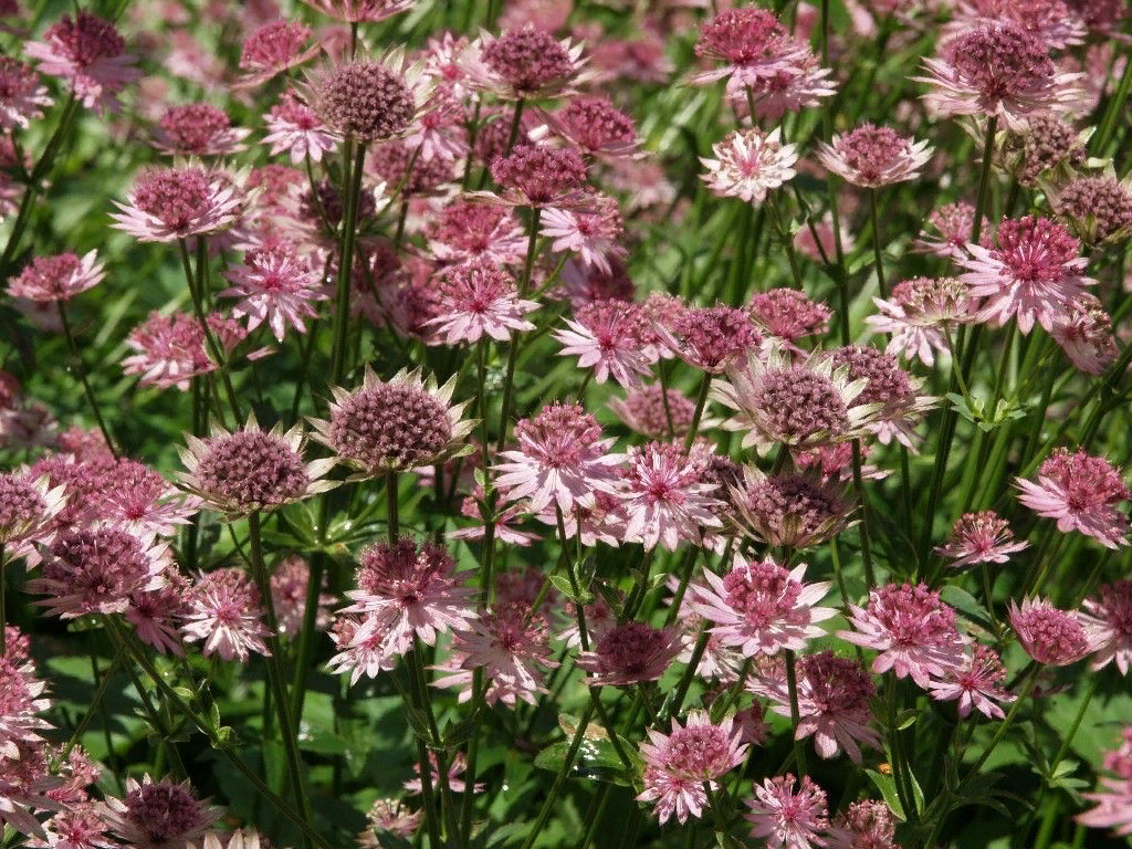 Astrantia ROMA срезка