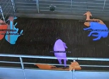 На фото показано как искусственный интеллект анализирует размеры, вес животных и температуру их тела.