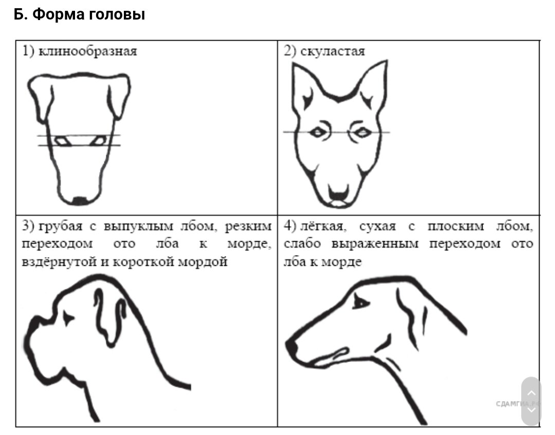 Формы головы собак. Клинообразная форма головы у собак. Клиновидная форма головы у собаки. Форма морды у собак. Клинообразная форма морды у собаки