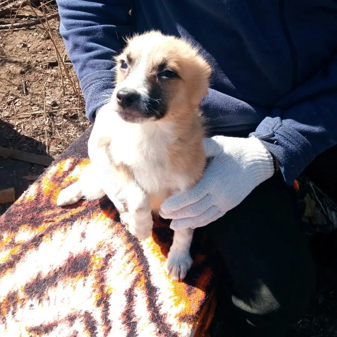 Щенуля