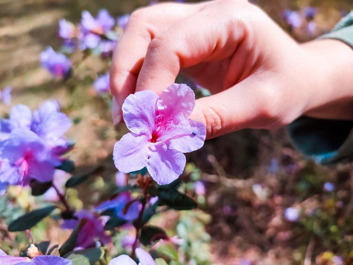 Вот об этих цветках пойдет речь. Фото: Виктория МИНАЕВА