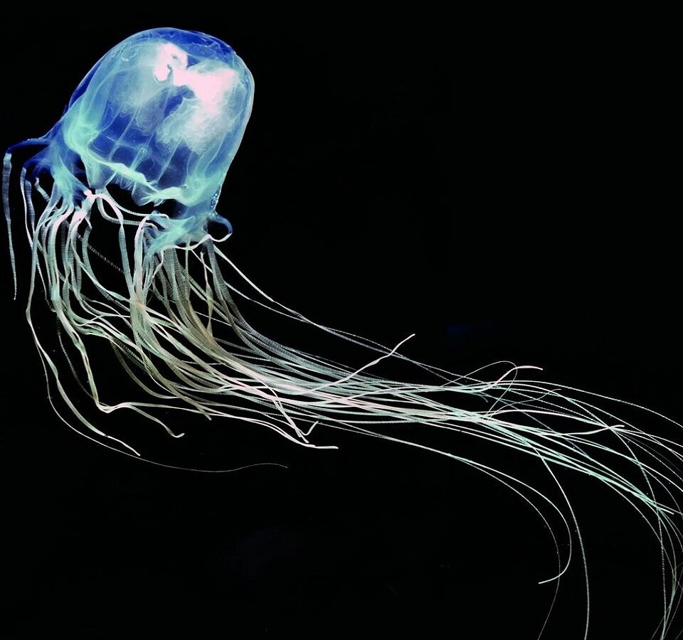 С этой медузой мы точно не друзья