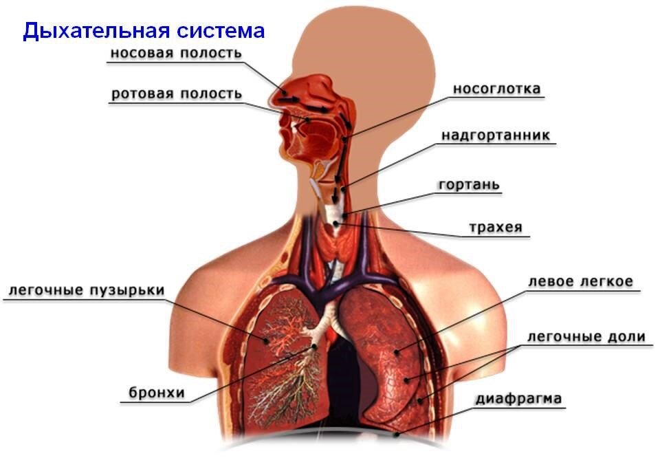 Органы дыхательной системы картинки